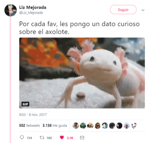 ajolote axolotl