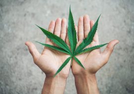 Lo que debes saber acerca de la aprobación del uso lúdico de la marihuana en México