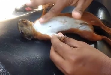 Hombre resucita a ardilla electrocutada