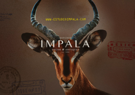 Laura Palma + Estudio Impala by Zamia Fandiño te invitan  ONDA THETA