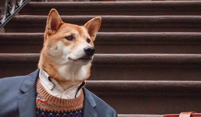 Un perro en Instagram usa trajes más caros que tú