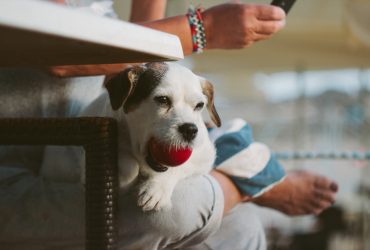 General advice about caring for your new puppy or dog