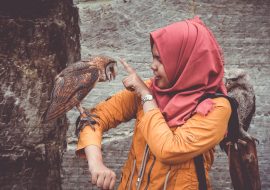 Is Your Pet Bird A Boy or Girl? Find Out Here!