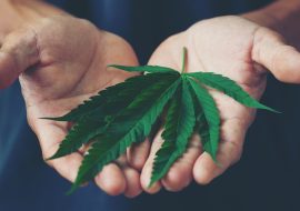 Hasta febrero sabremos si se aprueba o no la marihuana: AMLO