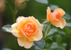 Top 10 care tips for flowers from bestflowerstore